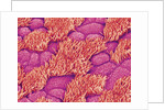 Trachea of a Rat by Anonymous