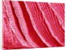 Gill of Sea Squirt by Anonymous