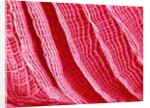 Gill of Sea Squirt by Anonymous