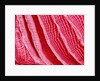 Gill of Sea Squirt by Anonymous