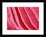 Gill of Sea Squirt by Anonymous