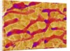 Interior of Rat Liver by Anonymous