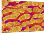 Interior of Rat Liver by Anonymous