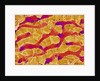 Interior of Rat Liver by Anonymous