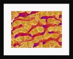 Interior of Rat Liver by Anonymous
