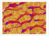 Interior of Rat Liver by Anonymous