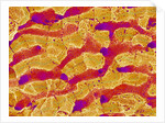 Interior of Rat Liver by Anonymous
