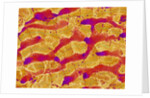 Interior of Rat Liver by Anonymous