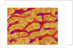 Interior of Rat Liver by Anonymous