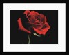 Red Rose by Anonymous