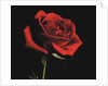 Red Rose by Anonymous