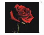 Red Rose by Anonymous