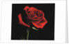 Red Rose by Anonymous