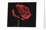 Red Rose by Anonymous