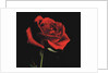 Red Rose by Anonymous