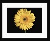 Gerbera Daisy by Anonymous