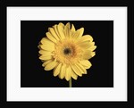 Gerbera Daisy by Anonymous