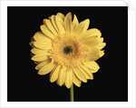 Gerbera Daisy by Anonymous