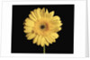 Gerbera Daisy by Anonymous