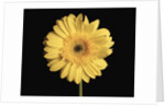 Gerbera Daisy by Anonymous