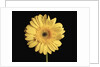 Gerbera Daisy by Anonymous