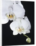 White Orchid by Anonymous