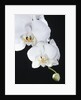 White Orchid by Anonymous