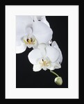 White Orchid by Anonymous
