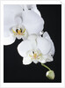 White Orchid by Anonymous