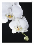 White Orchid by Anonymous