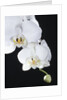 White Orchid by Anonymous