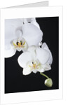 White Orchid by Anonymous