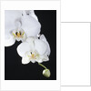 White Orchid by Anonymous