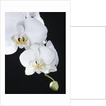 White Orchid by Anonymous
