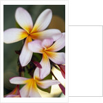 Close-up of exotic flowers by Anonymous