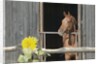 View of a horse in a stable by Anonymous
