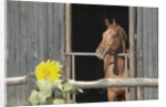 View of a horse in a stable by Anonymous