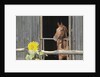 View of a horse in a stable by Anonymous
