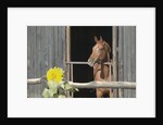 View of a horse in a stable by Anonymous