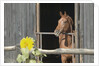 View of a horse in a stable by Anonymous
