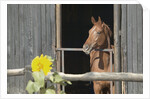 View of a horse in a stable by Anonymous