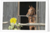 View of a horse in a stable by Anonymous