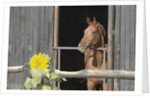 View of a horse in a stable by Anonymous