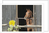 View of a horse in a stable by Anonymous
