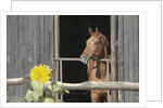 View of a horse in a stable by Anonymous