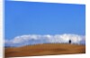 Cypress on Hills in Tuscany by Anonymous