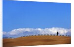 Cypress on Hills in Tuscany by Anonymous