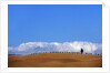 Cypress on Hills in Tuscany by Anonymous