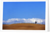 Cypress on Hills in Tuscany by Anonymous
