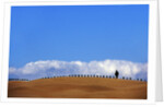 Cypress on Hills in Tuscany by Anonymous